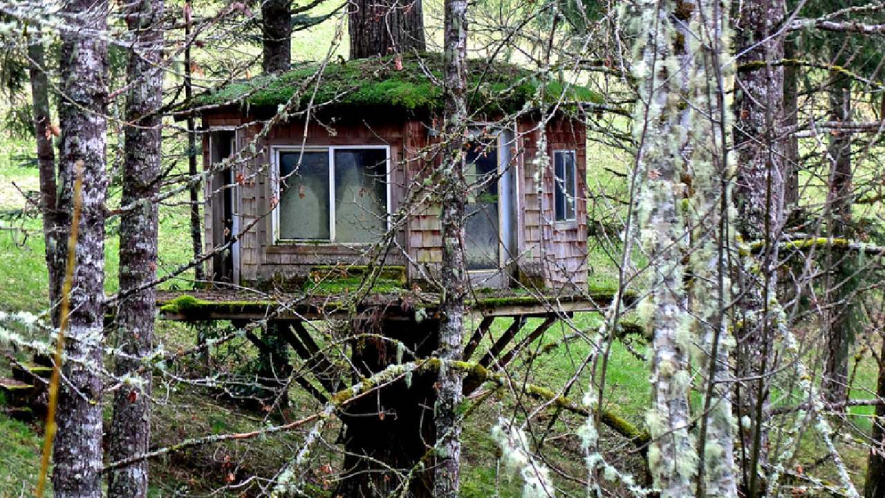 treehouse 